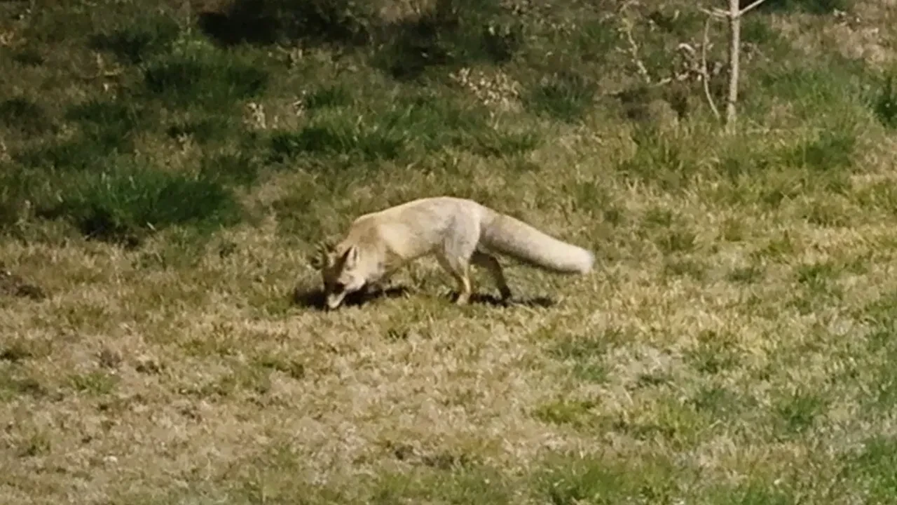 Sokağa inen tilkiler böyle görüntülendi!