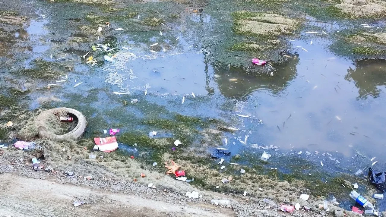 Susuzluk alarm veriyor! Yüzlerce balık telef oldu