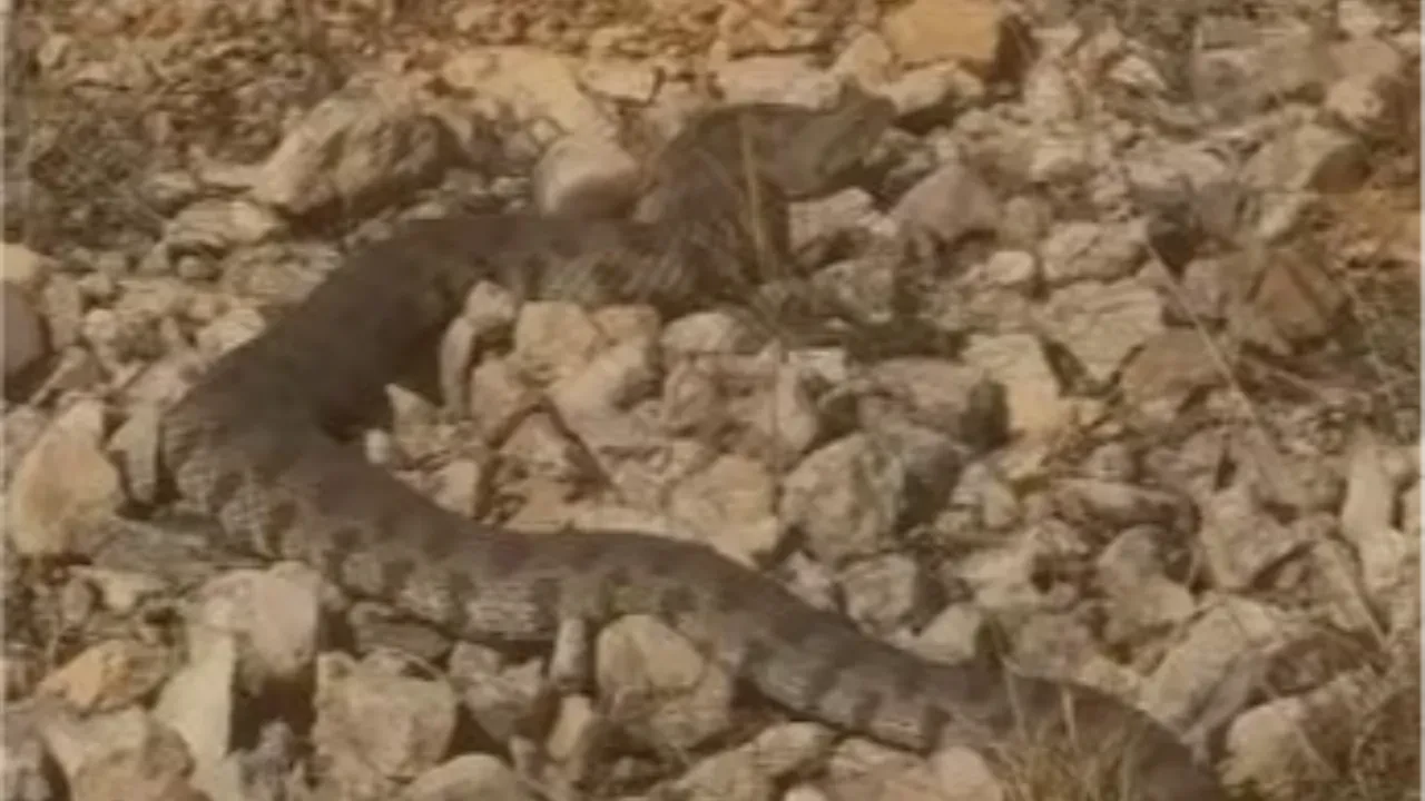 Tek ısırığı ile öldürüyor! Zehirli engerek yılanı o ilde görüntülendi
