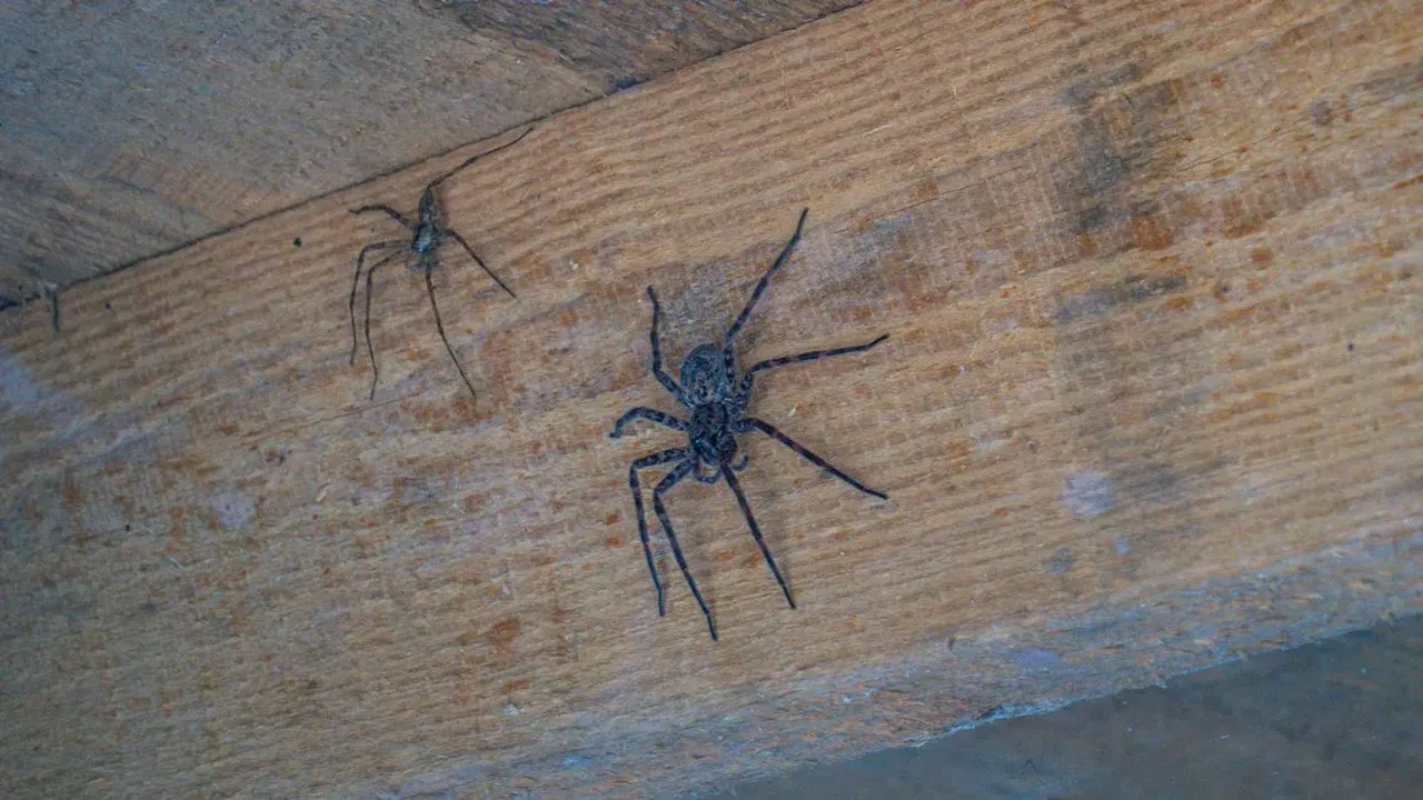 Bilmeden 2055 örümcekle 5 yıl yaşayan aile şoke etti! Yüzlercesi zehirliydi 