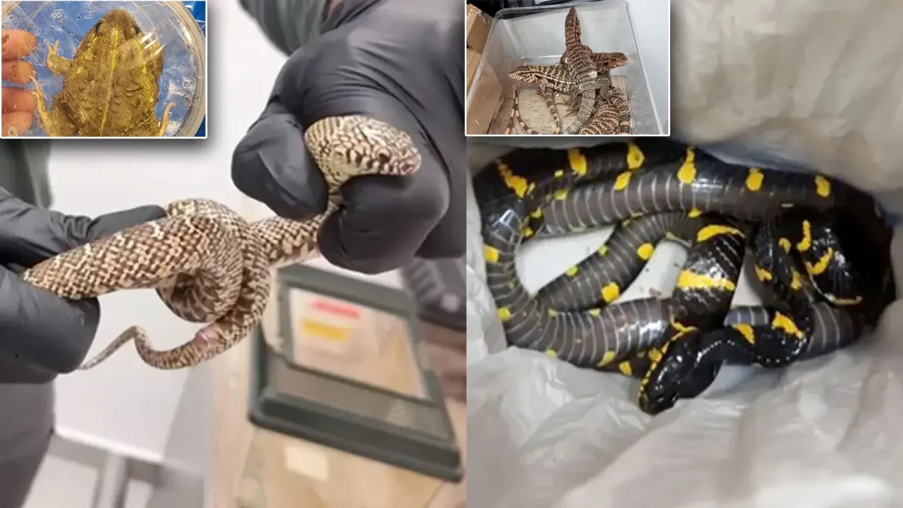 Tayland'dan 200 egzotik hayvanla beraber geldi: Her birinin değeri dudak uçuklatıyor