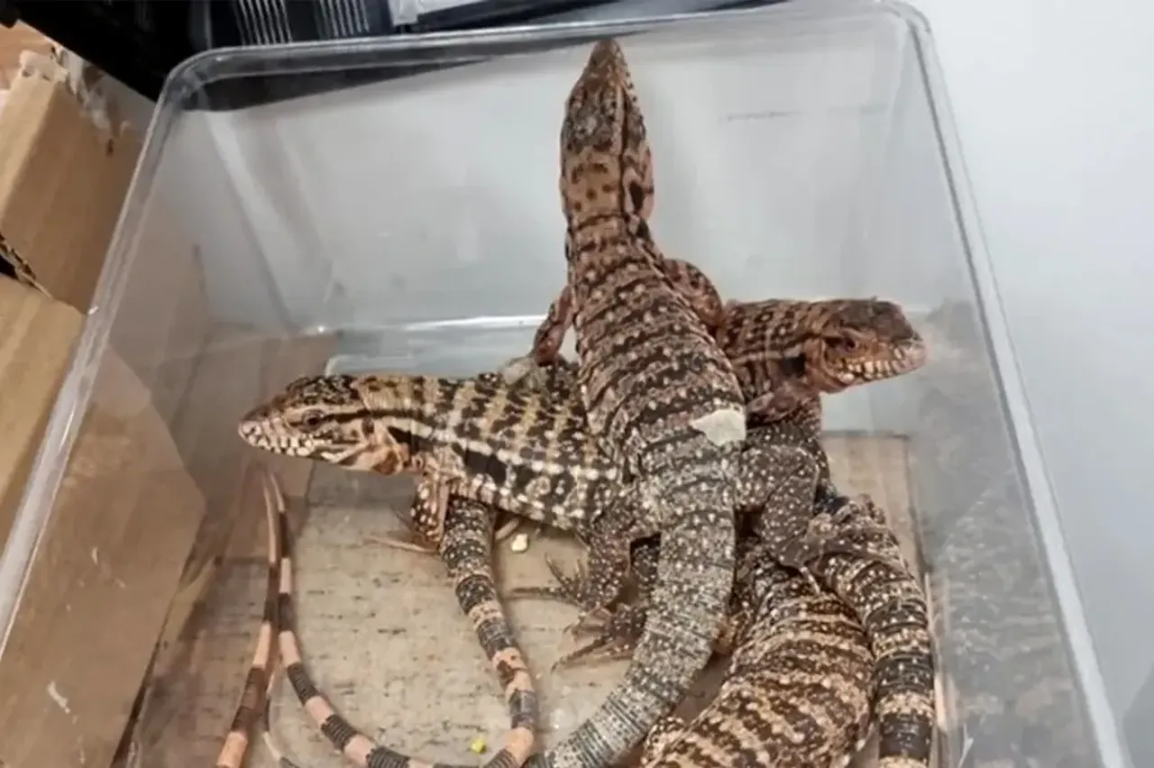 Tayland'dan 200 egzotik hayvanla beraber geldi: Her birinin değeri dudak uçuklatıyor