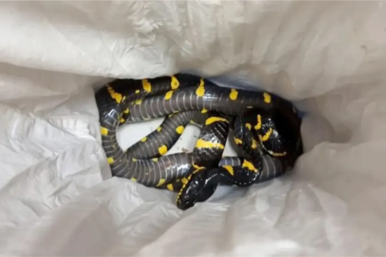 Tayland'dan 200 egzotik hayvanla beraber geldi: Her birinin değeri dudak uçuklatıyor