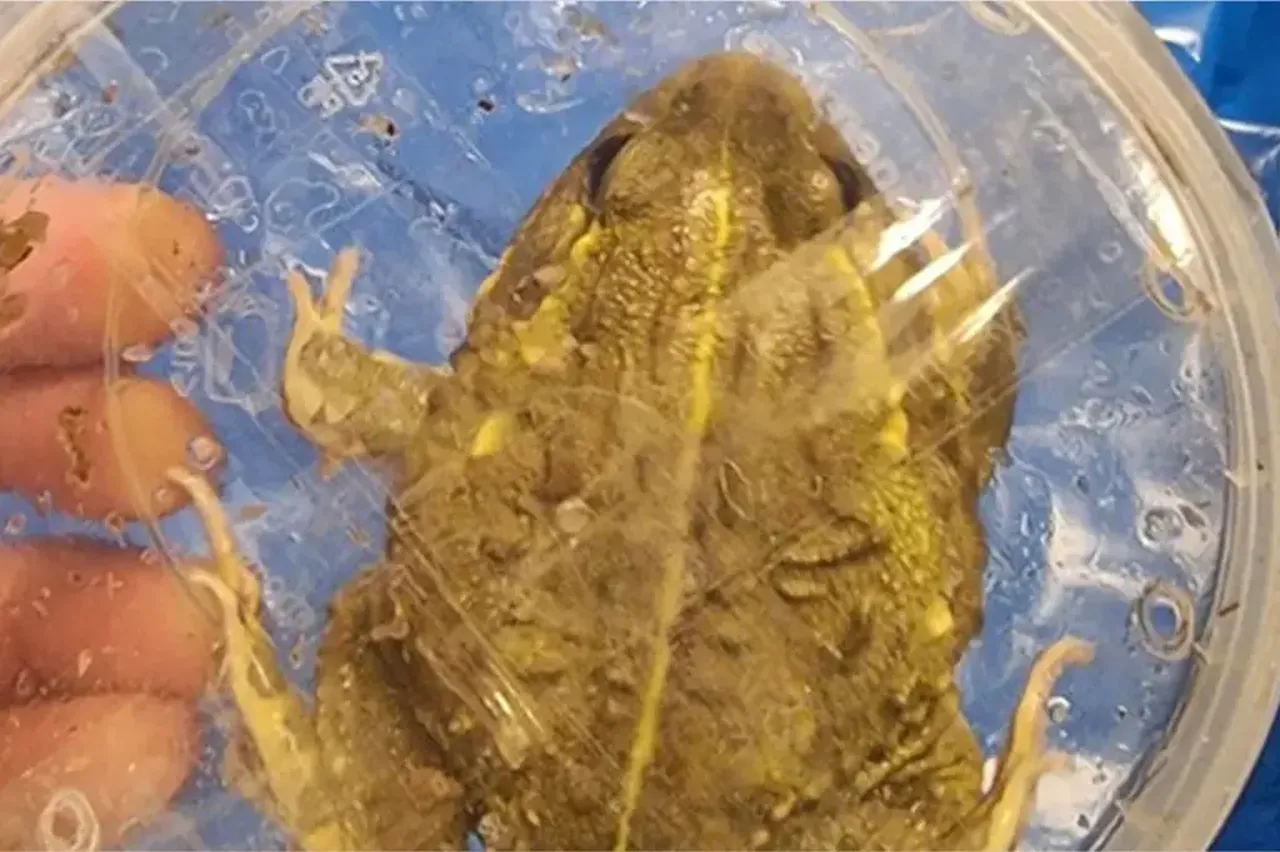 Tayland'dan 200 egzotik hayvanla beraber geldi: Her birinin değeri dudak uçuklatıyor