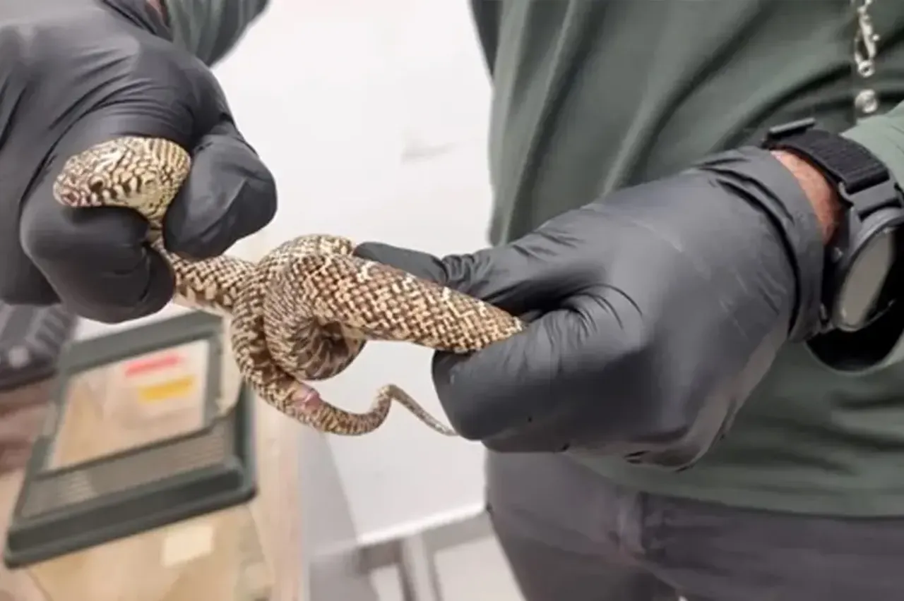 Tayland'dan 200 egzotik hayvanla beraber geldi: Her birinin değeri dudak uçuklatıyor