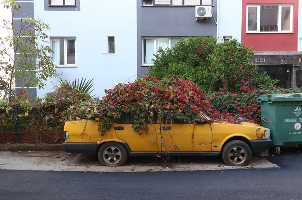 Yıllarca sahipsiz kaldı, sarmaşıklar sardı! Gizemli otomobil için harekete geçildi