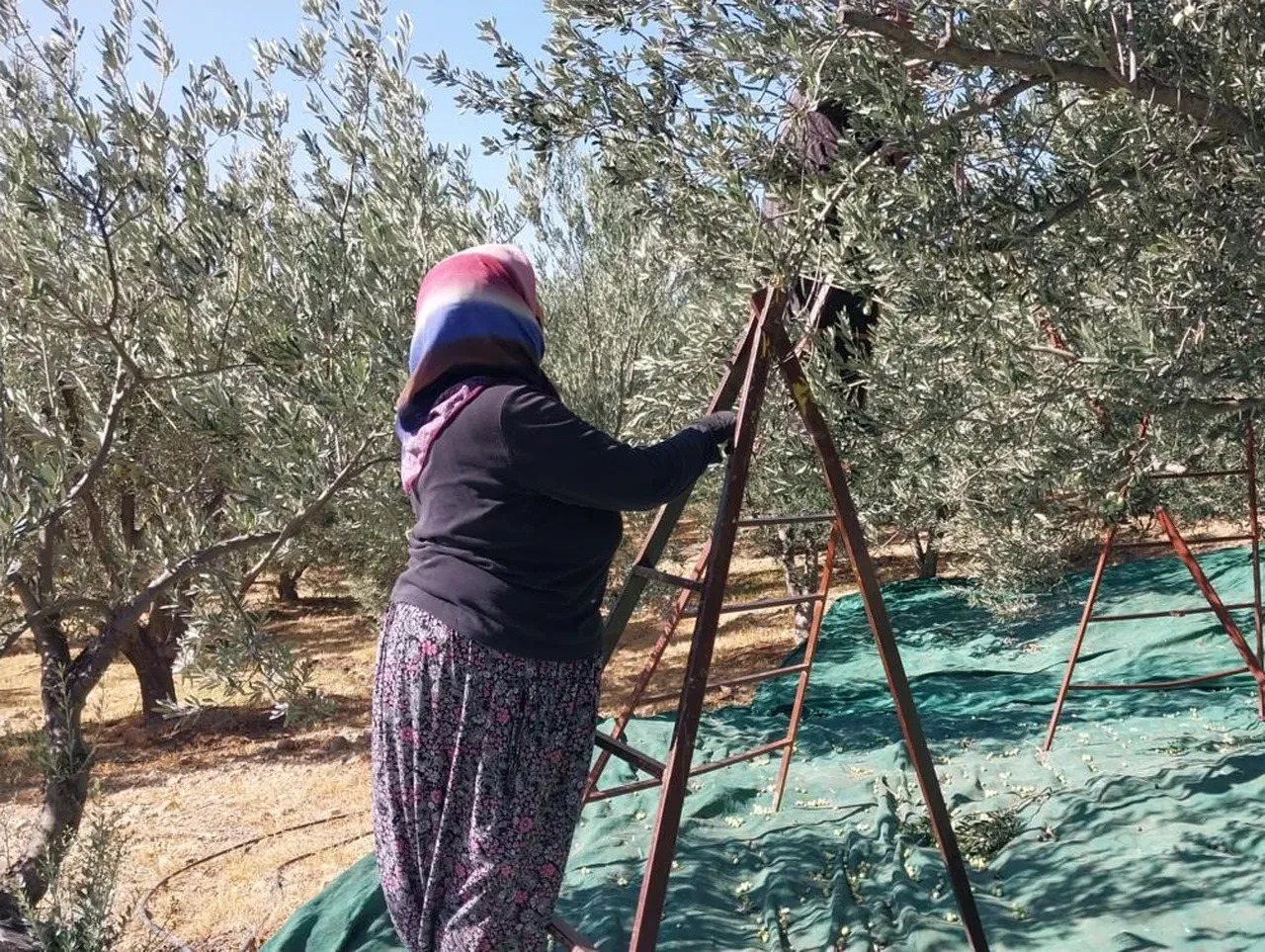 Zeytin üreticilerine kanseri uyarısı: Uzmanlar tek tek anlattı!