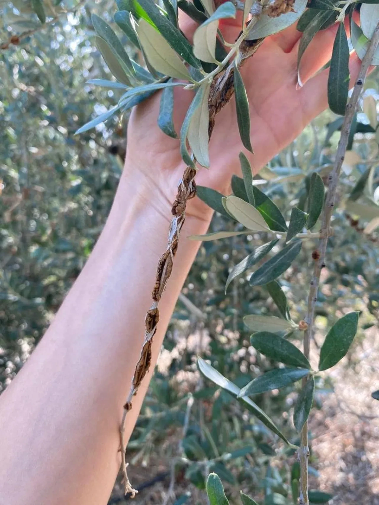 Zeytin üreticilerine kanseri uyarısı: Uzmanlar tek tek anlattı!