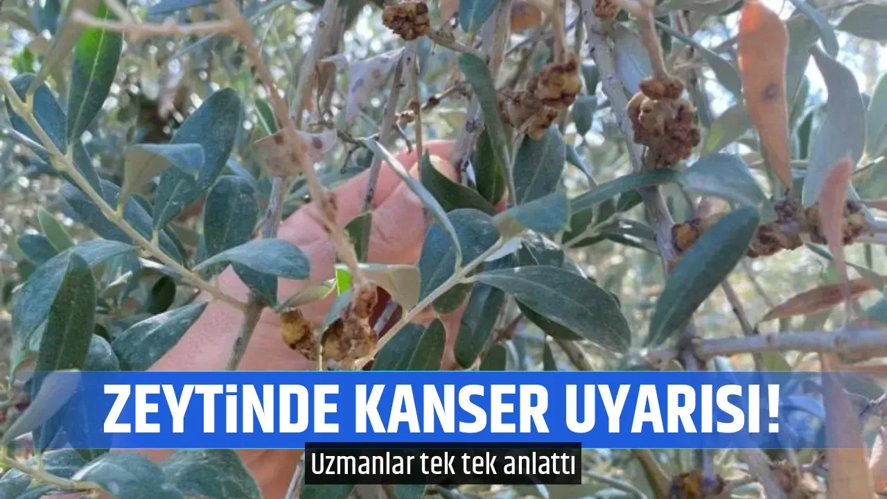 ZEYTİNDE KANSER UYARISI!