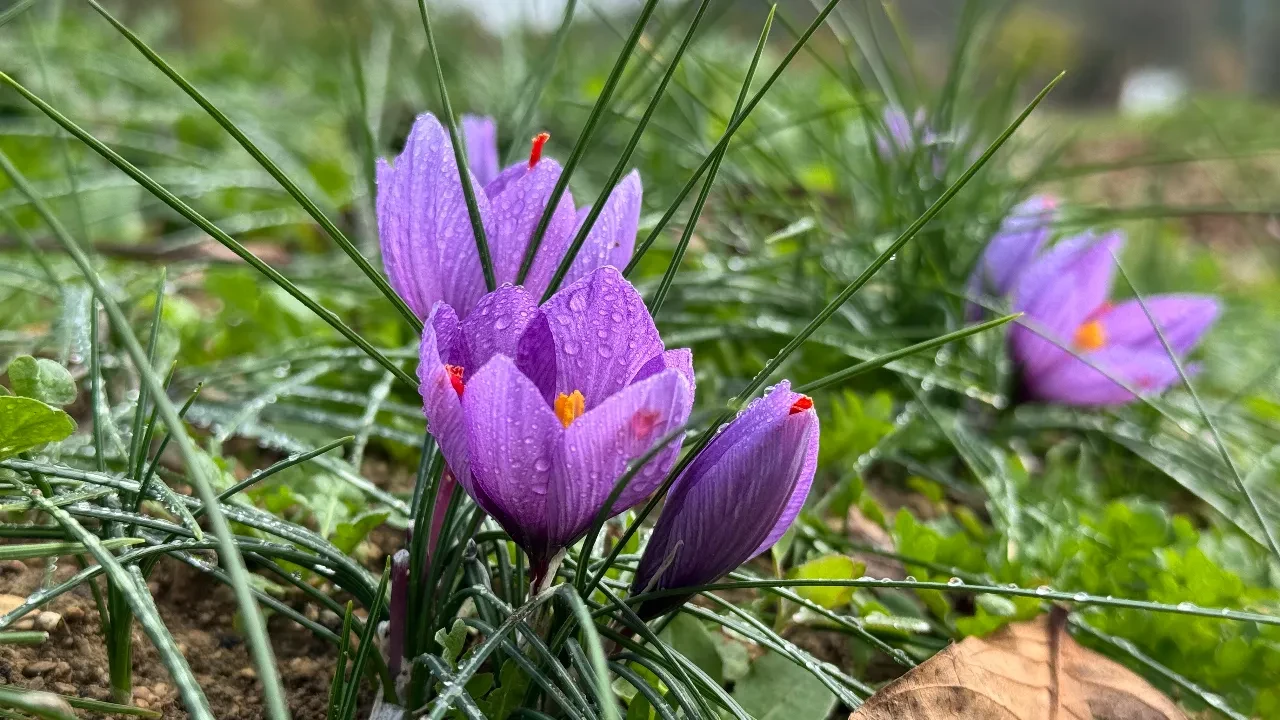 600 bin liralık safranda rekor verim: Çiçeklenme arttı