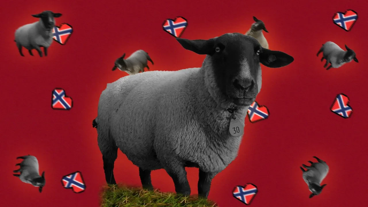 Adada koyun gizemi! Aniden iz bırakmadan ortadan kayboluyorlar