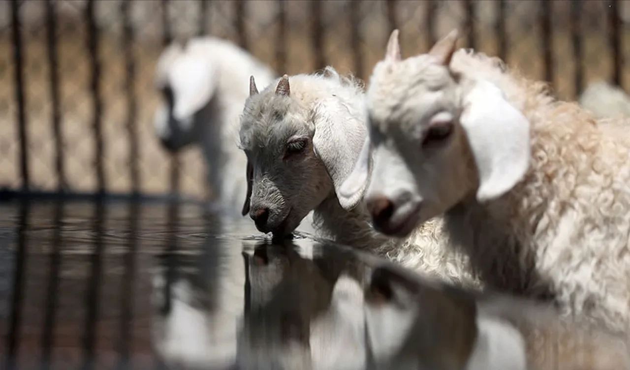 Adada koyun gizemi! Aniden iz bırakmadan ortadan kayboluyorlar
