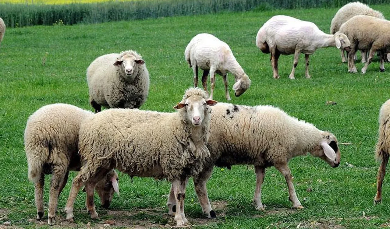 Adada koyun gizemi! Aniden iz bırakmadan ortadan kayboluyorlar