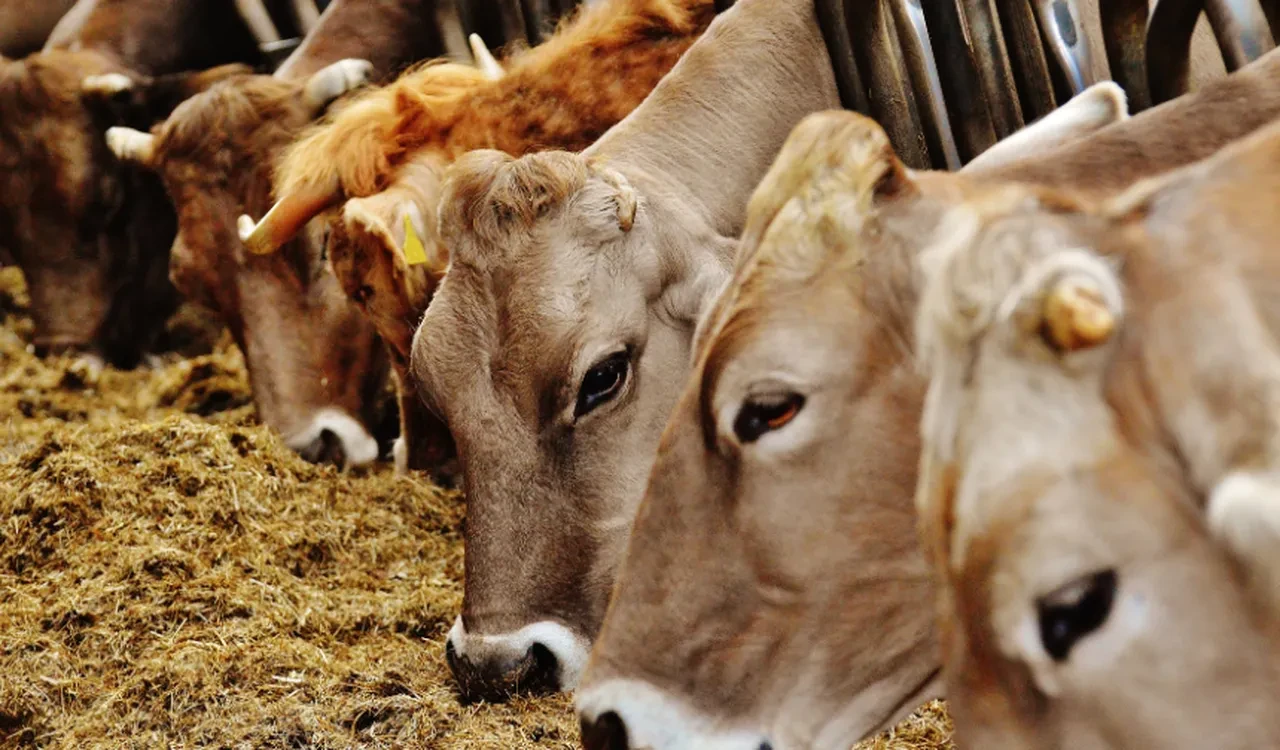 Cesetlerden sızan sıvılar yayılıyor! Bandırma açıklarında 24 gün süren kabus