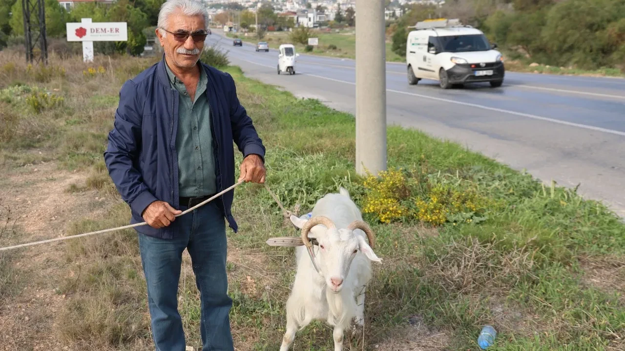 Emekli olunca Didim'e taşındı, şimdi keçileriyle mutluluğu buldu!