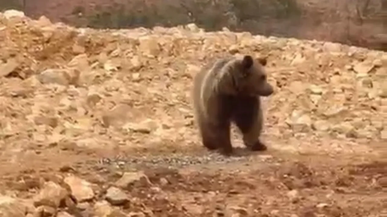 Gümüşhane'de yol kenarındaki ayıya 'hamsi' ziyafeti!