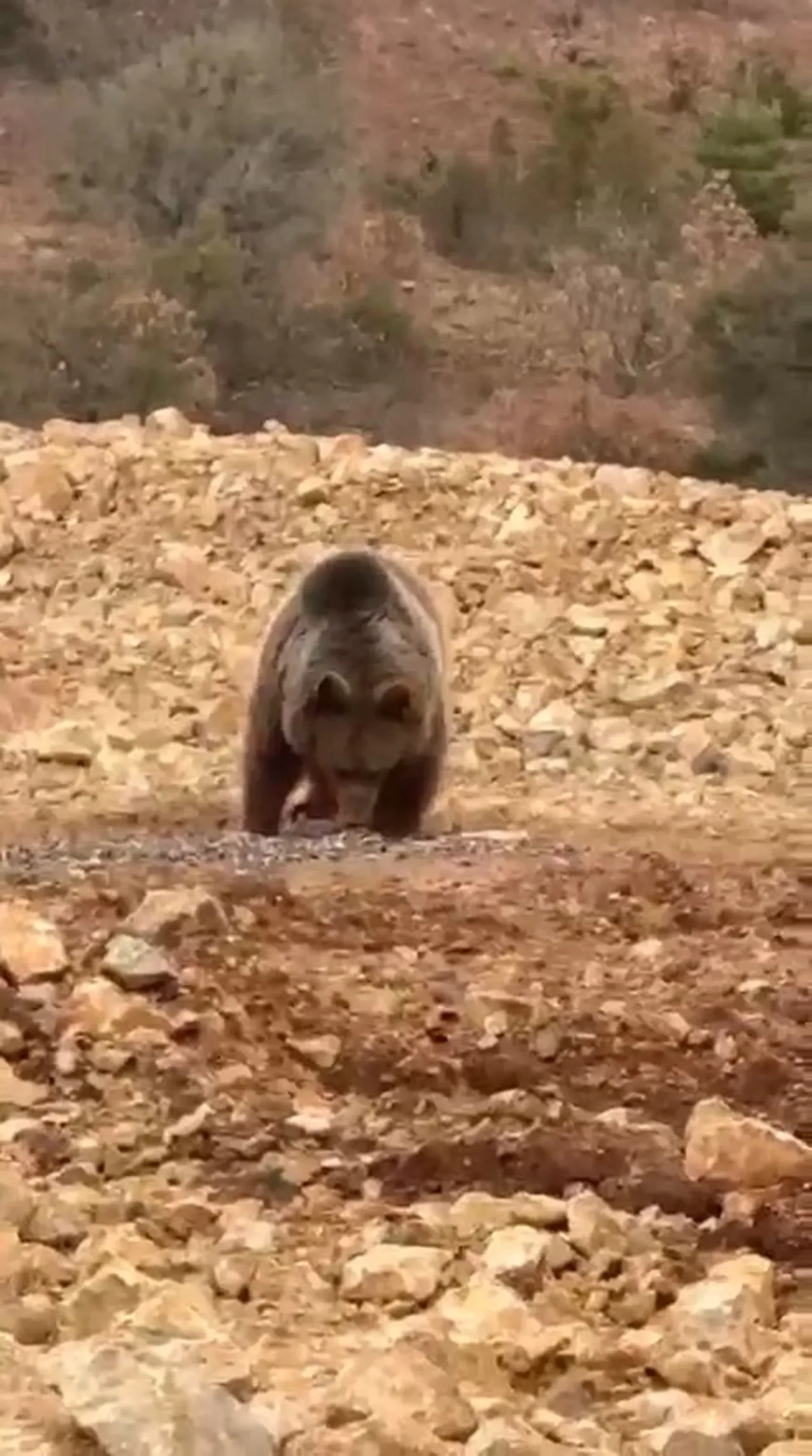 Gümüşhane'de yol kenarındaki ayıya 'hamsi' ziyafeti: Görenleri hayrete düşürdü!