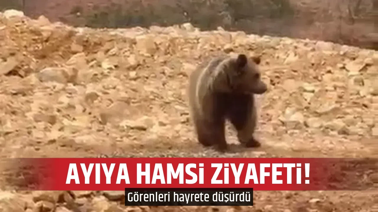 AYIYA HAMSİ ZİYAFETİ!
