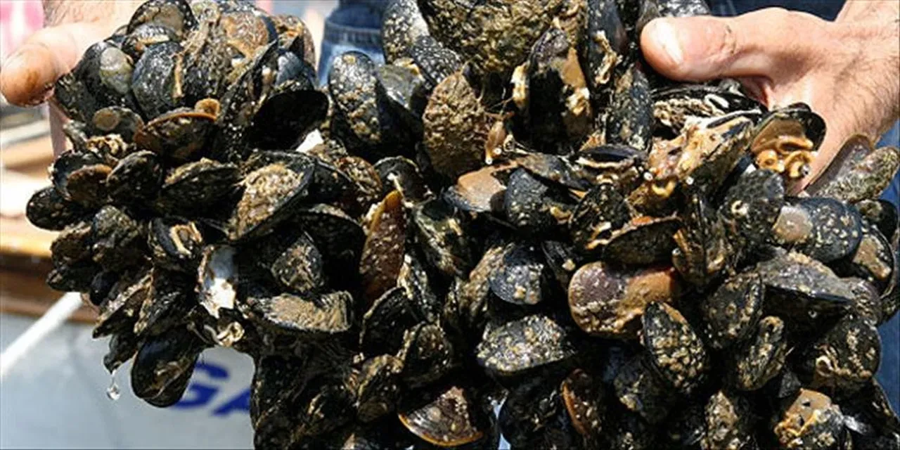 Midye zehirler mi, neden? Uzmanlar uyardı