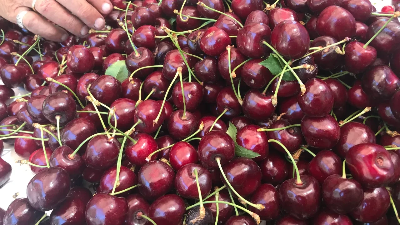 Taze kiraz ihracatı 80 bin tonun üzerinde