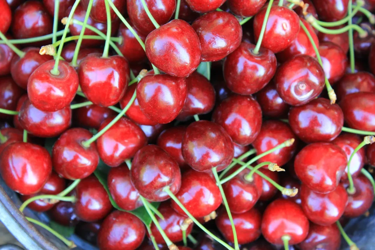 Taze kiraz ihracatı 80 bin tonun üzerinde