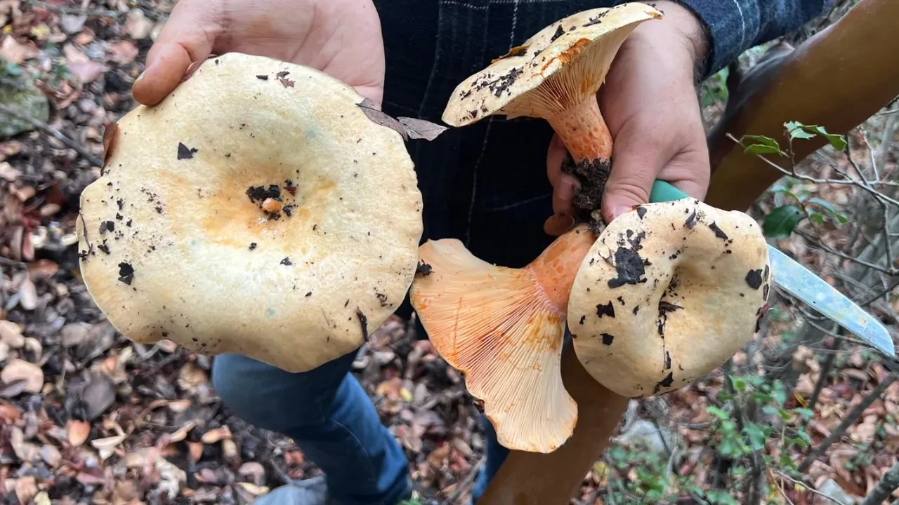 Bölgenin geçim kaynağı oldu! Kendiliğinden yetişiyor, kilosu 300-400 TL’ye satılıyor