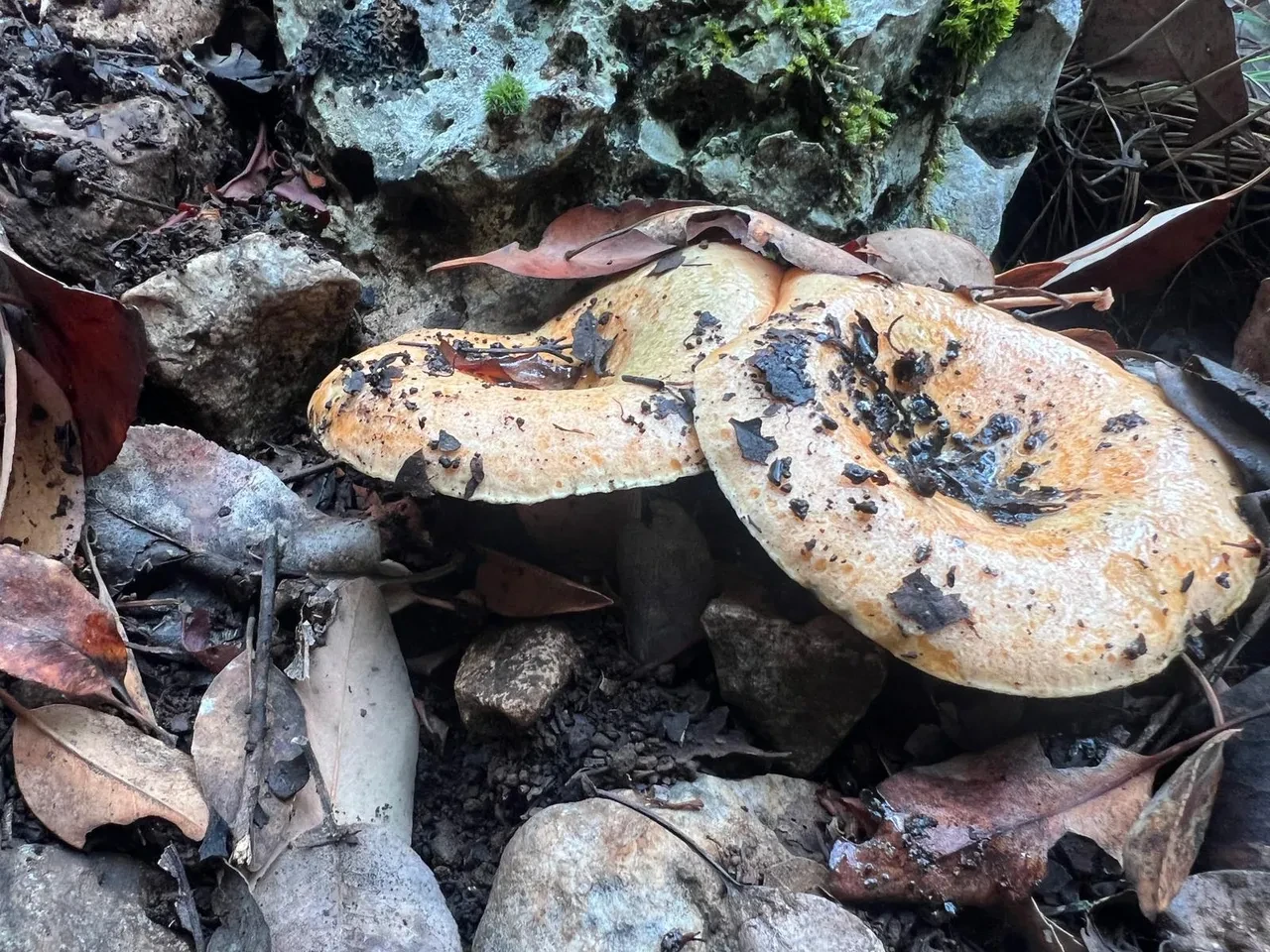 Bölgenin geçim kaynağı oldu! Kendiliğinden yetişiyor, kilosu 300-400 TL’ye satılıyor