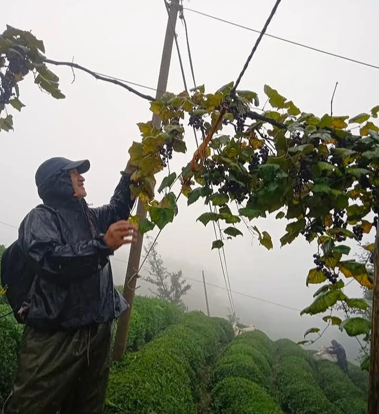 Kışın bunu yiyen enerji doluyor: Köme değil çüme!