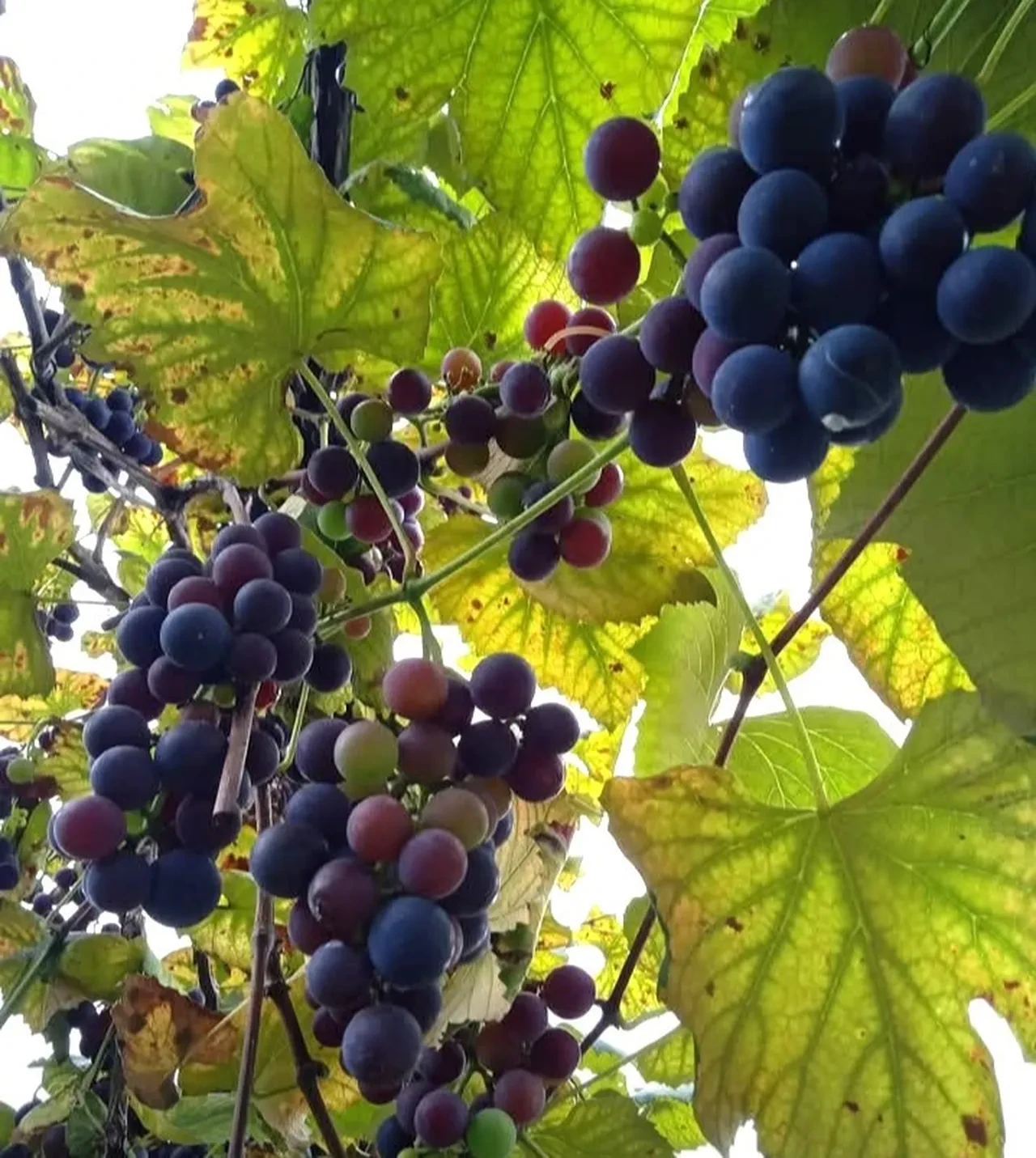 Kışın bunu yiyen enerji doluyor: Köme değil çüme!