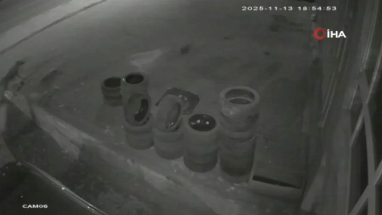 Köpeklerden kaçan tavuk can havliyle oto lastikçiye sığındı! O anlar kamerada