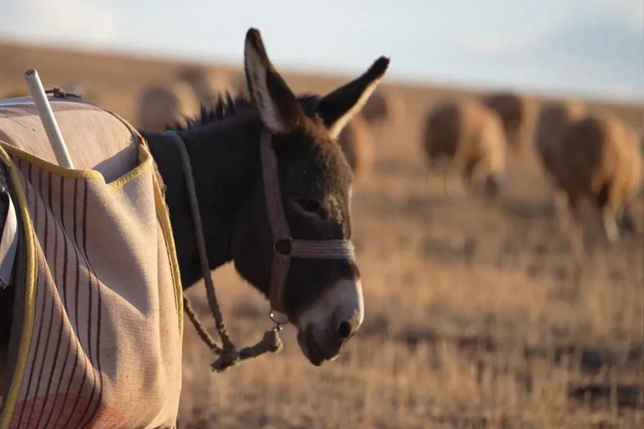 Medya sektöründen çiftçiliğe geçiş yaptı! İstanbul'dan kaçınca huzuru buldu