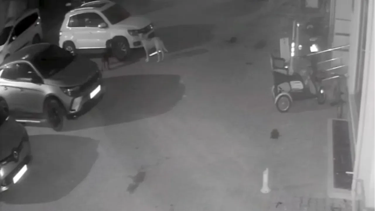 Araç sahibi mağdur oldu! Köpekler ikinci kez aracını parçaladı