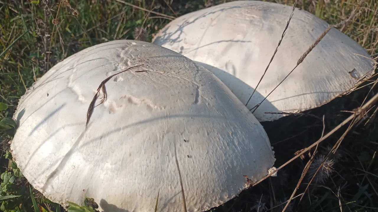 Devasa mantar görenleri şaşkına çevirdi! Bahçede kendiliğinden yetişti