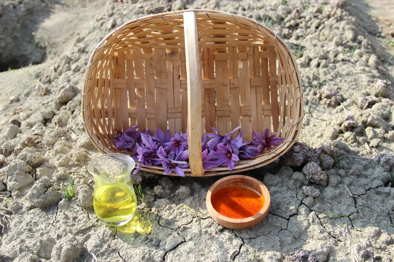 Denemek için ekti, dünyanın en pahalı baharatını yetiştirdi! Gramını 500 TL'ye satıyor