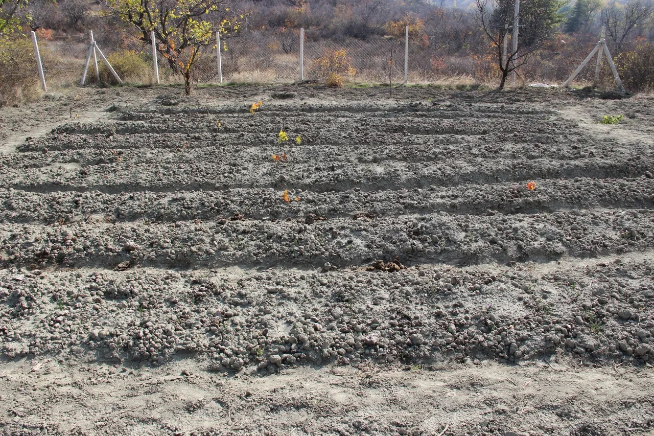 Denemek için ekti, dünyanın en pahalı baharatını yetiştirdi! Gramını 500 TL'ye satıyor