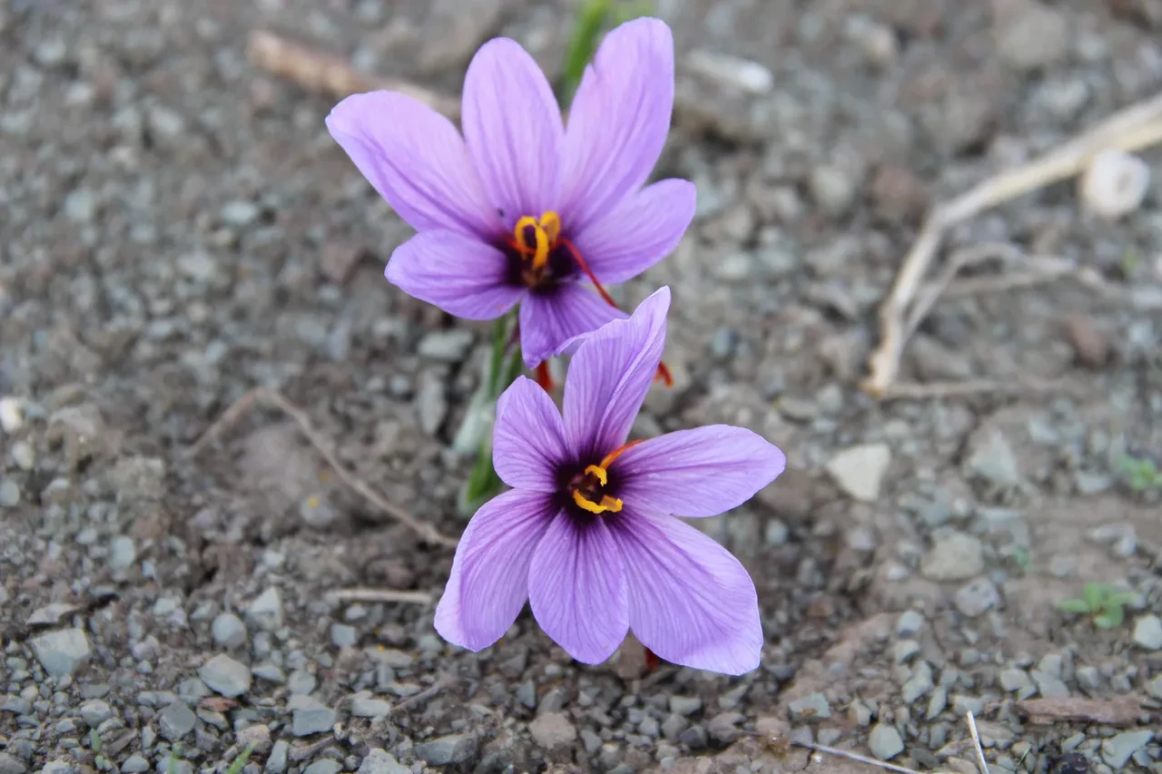 Denemek için ekti, dünyanın en pahalı baharatını yetiştirdi! Gramını 500 TL'ye satıyor
