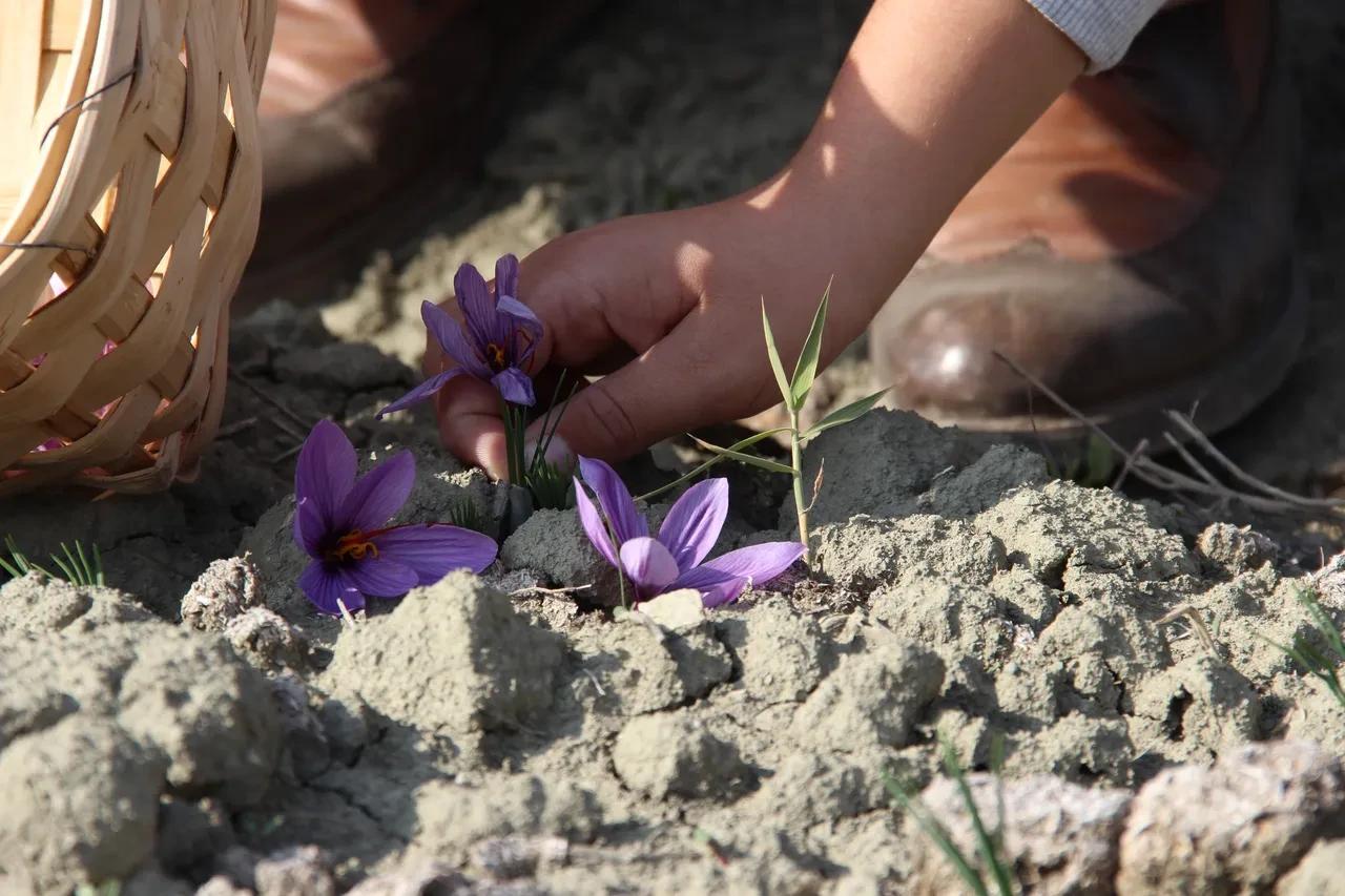 Denemek için ekti, dünyanın en pahalı baharatını yetiştirdi! Gramını 500 TL'ye satıyor