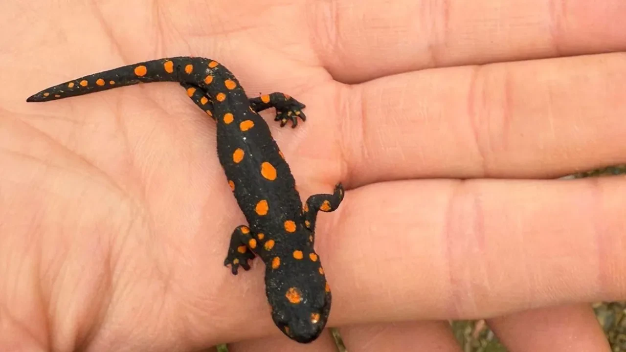 Doğa yürüyüşünde karşılarına çıktı! Nadir rastlanan semender bu sefer o ilde görüldü