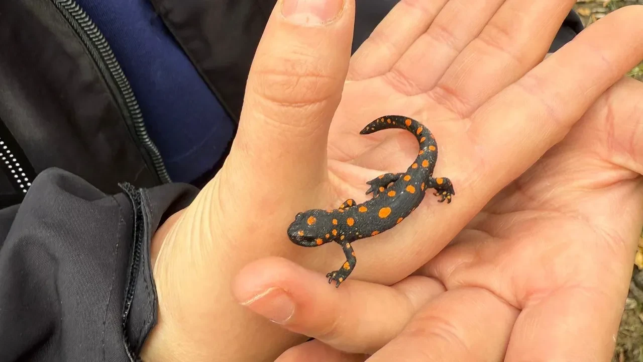 Doğa yürüyüşünde karşılarına çıktı! Nadir rastlanan semender bu sefer o ilde görüldü