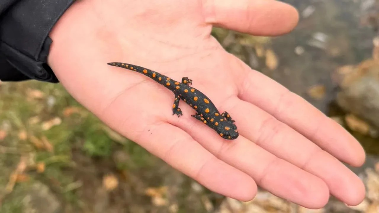 Doğa yürüyüşünde karşılarına çıktı! Nadir rastlanan semender bu sefer o ilde görüldü