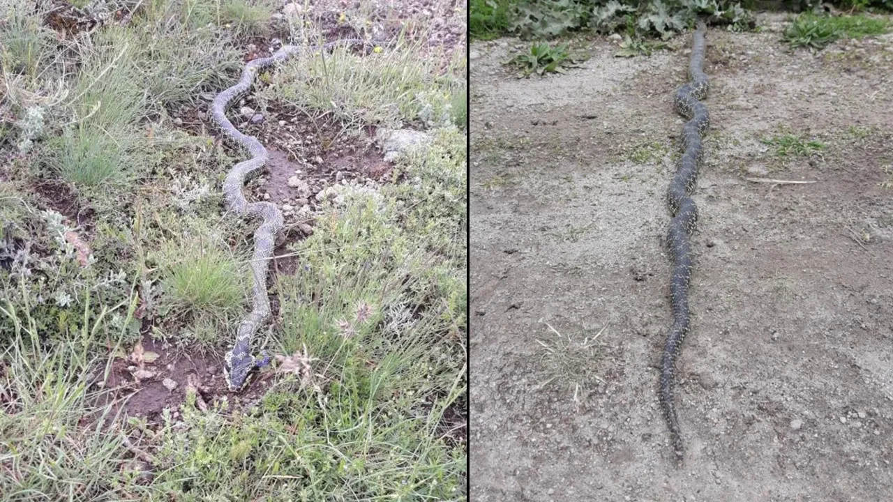 Hayvan otlatırken karşısına çıktı, büyük panik yaşadı! 2 metrelik engerek yılanı görenleri hayretler içerisinde bıraktı