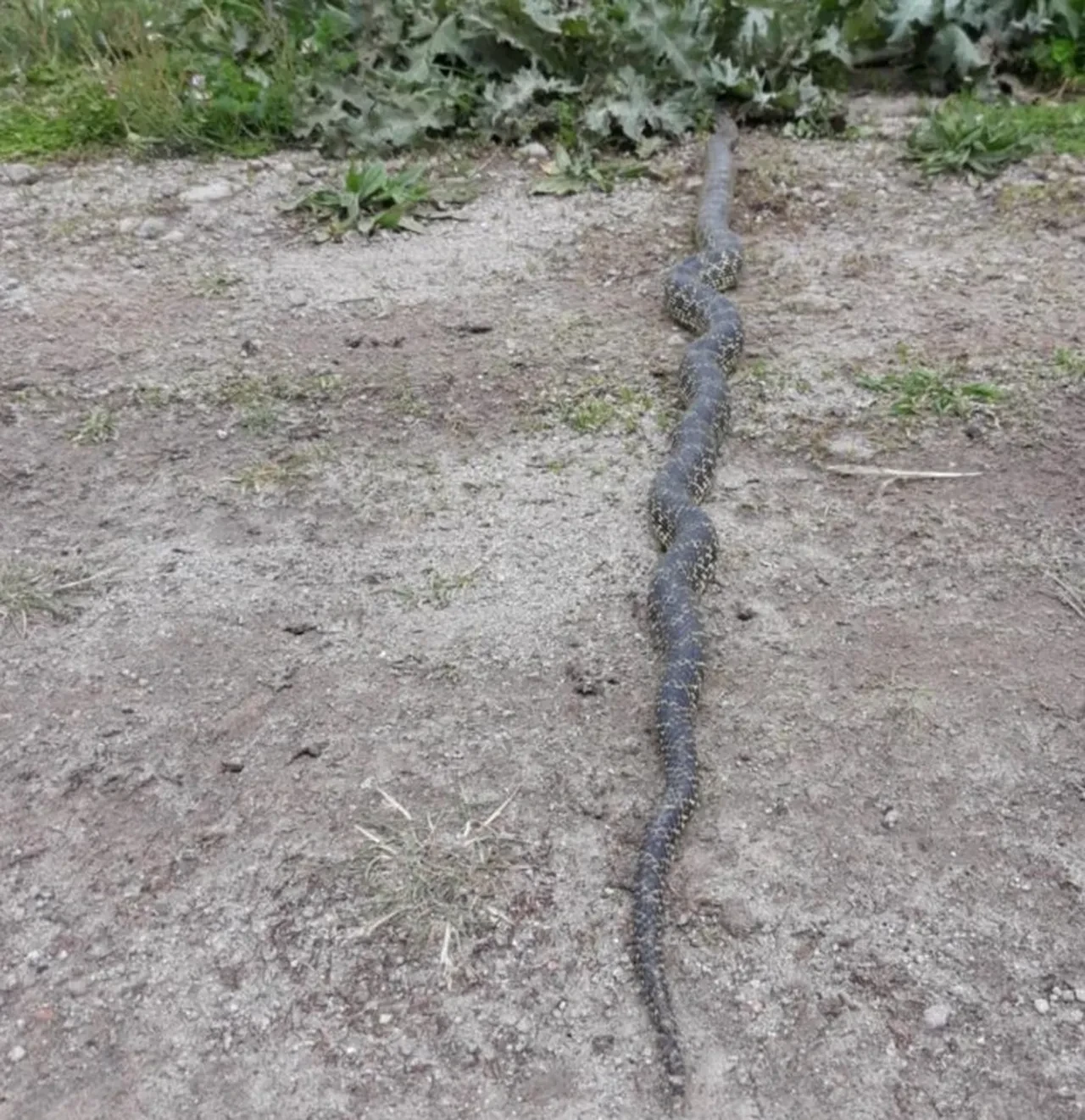 Hayvan otlatırken karşısına çıktı, büyük panik yaşadı! 2 metrelik engerek yılanı görenleri hayretler içerisinde bıraktı
