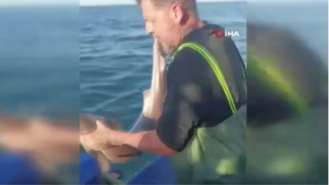 Balıkçının oltasına köpekbalığı takıldı! Kırklareli'nde dikkat çeken olay kameralara yansıdı