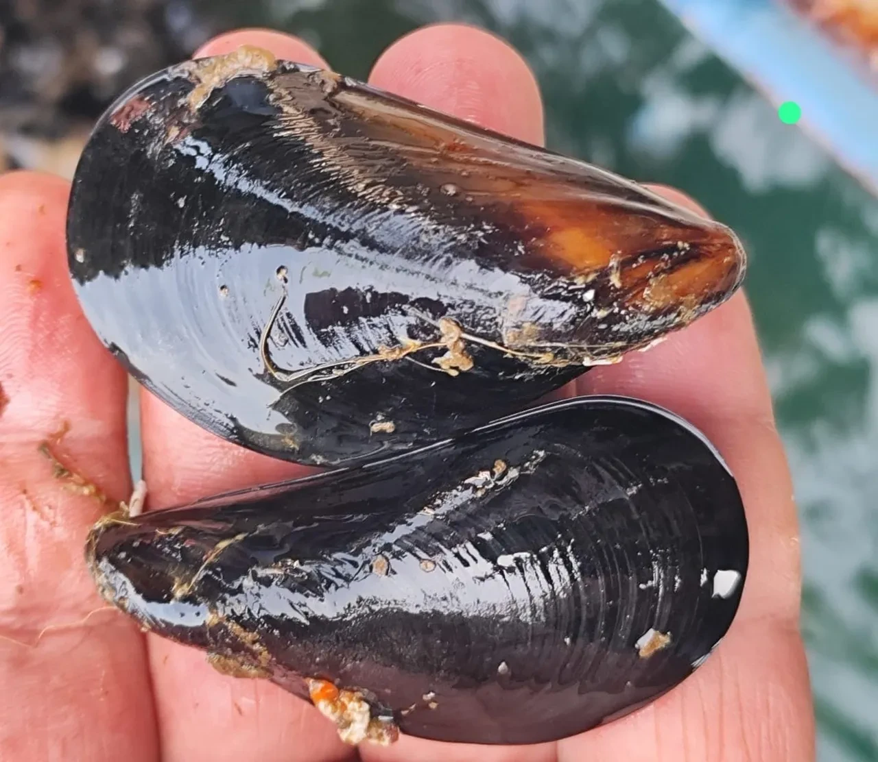 Midye severler dikkat! Uzman isim uyardı: Bunları sakın yemeyin