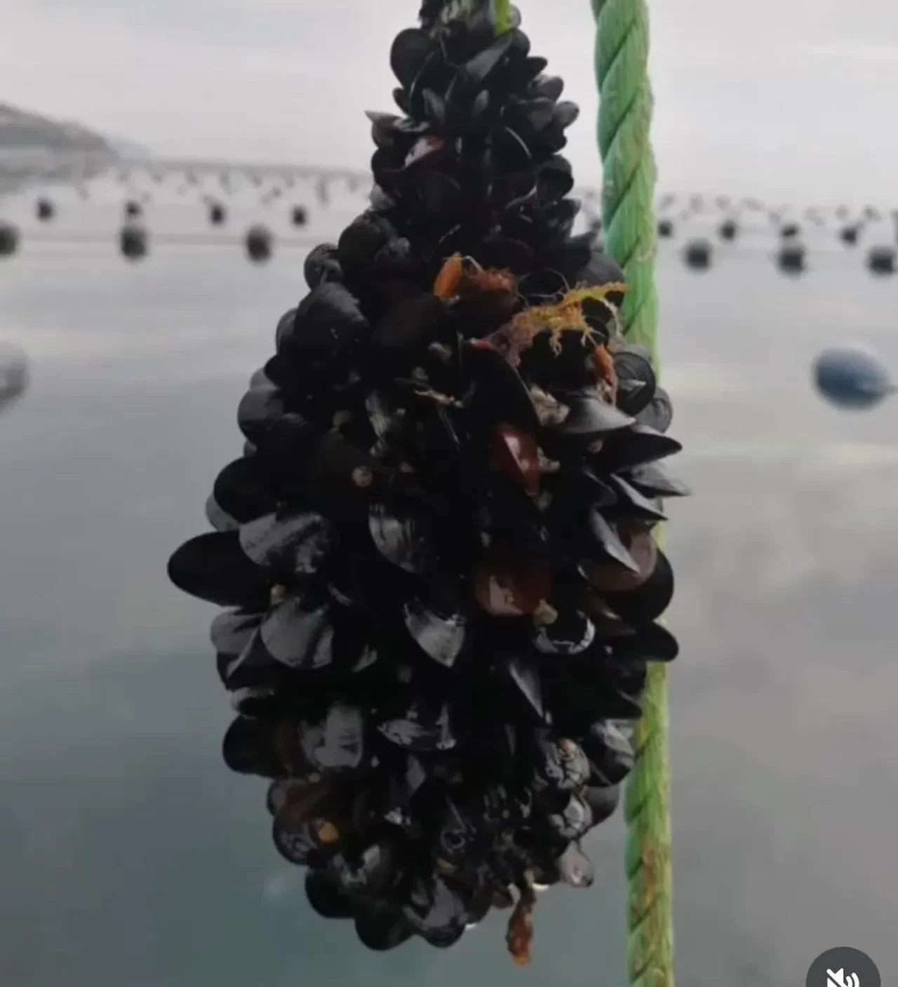 Midye severler dikkat! Uzman isim uyardı: Bunları sakın yemeyin