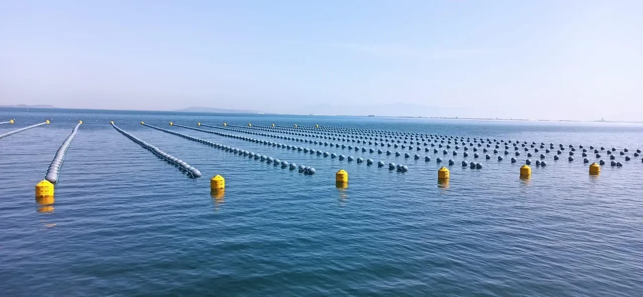 Midye severler dikkat! Uzman isim uyardı: Bunları sakın yemeyin