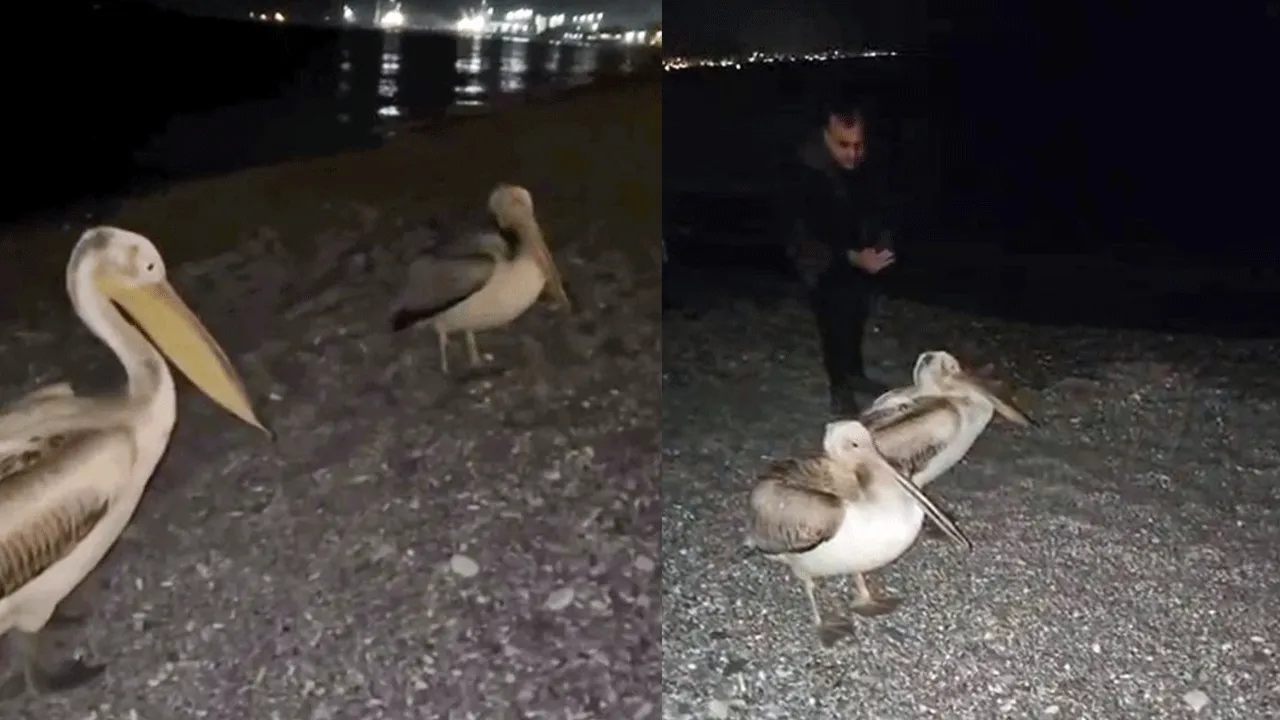 Vatandaşlar şaşkın bakışlarla onları izledi! Yorulan pelikanların durağı Antalya oldu! 