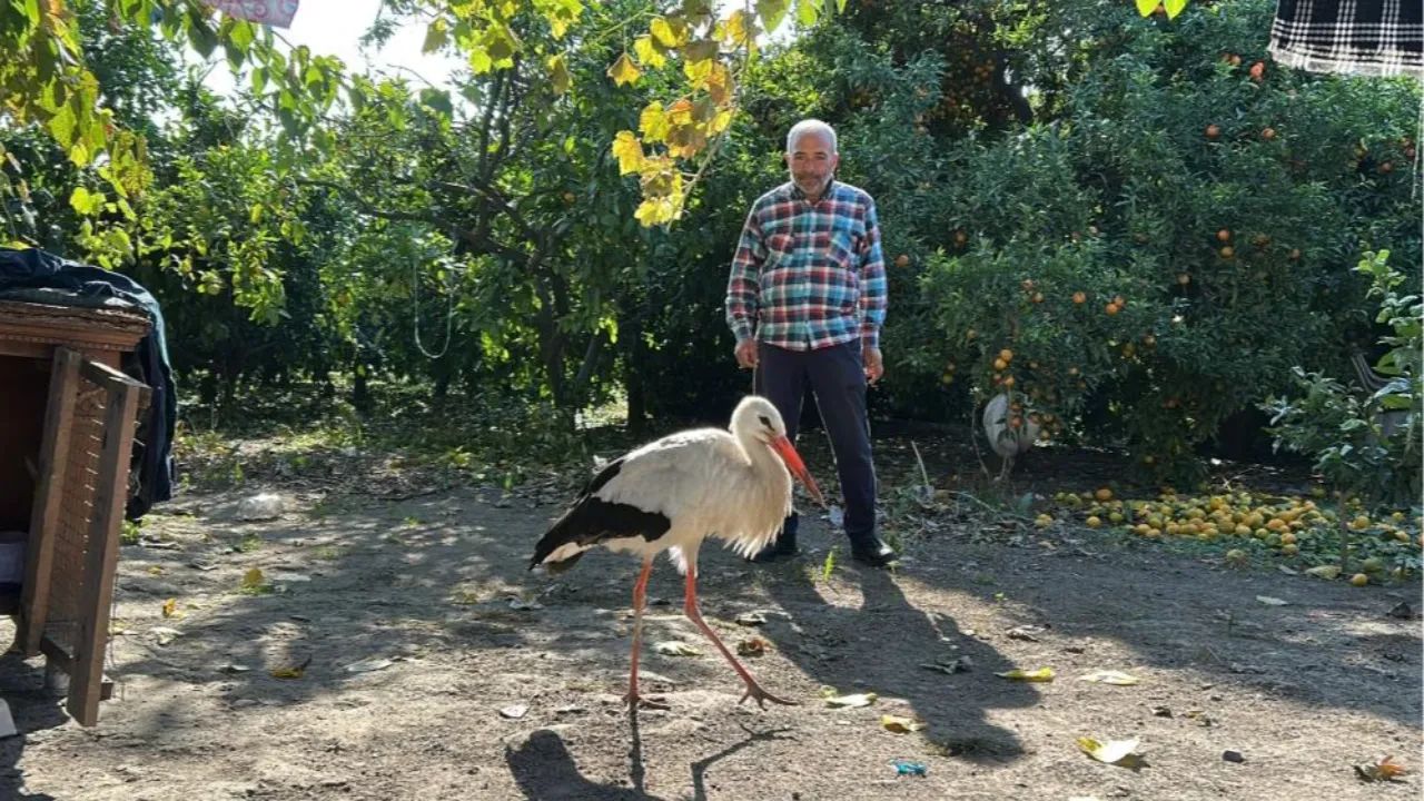 Bu da yerleşik hayata geçen leylek! Kümeste tavuklarla birlikte yaşıyor