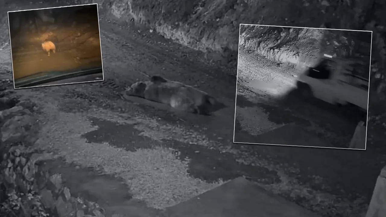 Evinin önünde yatan ayıyı kamyonetiyle kovaladı