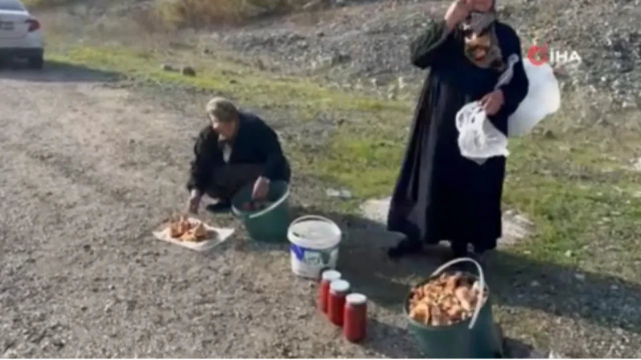 Bursa'da yaşlı teyzeler gençlere taş çıkartıyor! 70'lik iki kadının mantar mesaisi gündem oldu